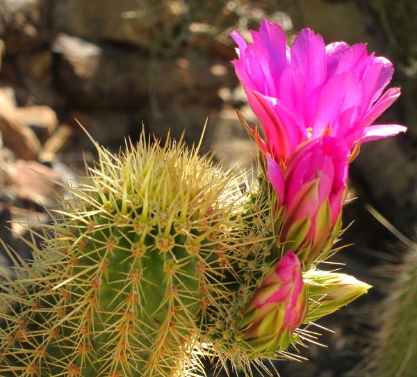 Cuál es la tierra ideal para los cactus