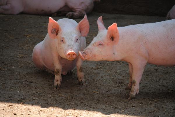 ¿Por qué los musulmanes no comen jamón? Explicación cultural y religiosa - Razones culturales por las que los musulmanes no comen jamón o cerdo