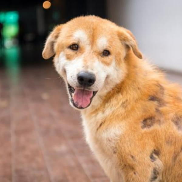 son hongos cocidos seguros para que los perros los coman