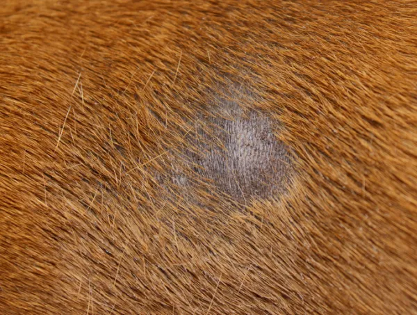 cómo se trata la candidiasis en un perro