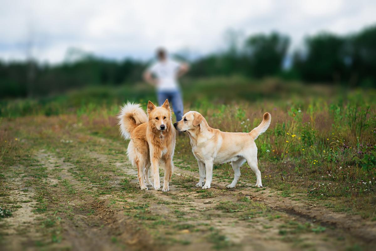 Por qué mi perro no viene cuando lo llamo