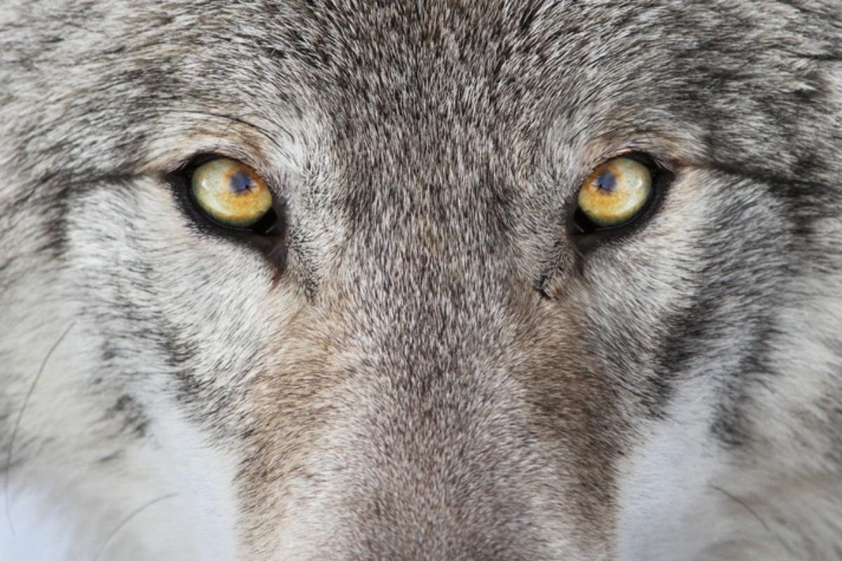Cuál Es Tu Animal Espiritual Según Tu Nombre: Descúbrelo Aquí