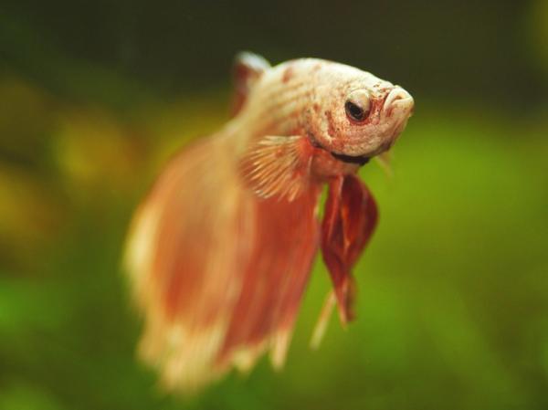 Por qué mi pez betta no come y no se mueve - No tiene hambre