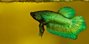 Por qué mi pez betta no come y no se mueve