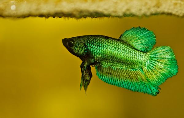 Por qué mi pez betta no come y no se mueve