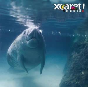 Qué visitar en el parque Xcaret