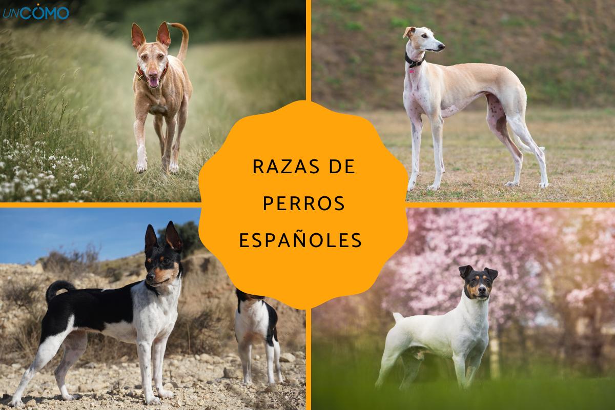 Razas de perros españoles