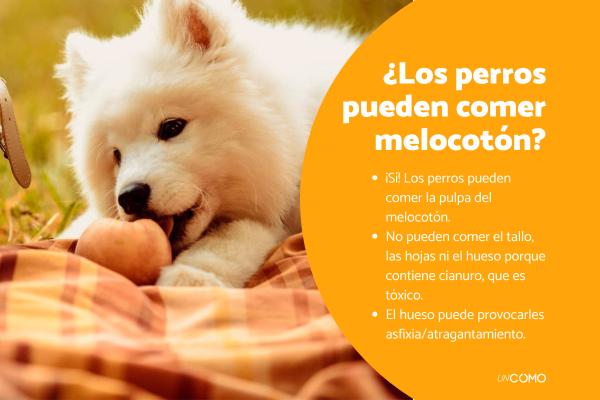 ¿Los perros pueden comer melocotón? Conoce los beneficios del durazno para ellos