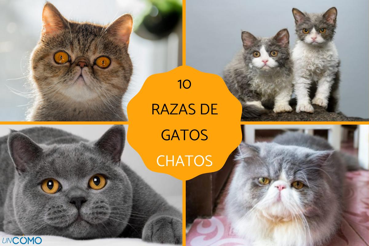 Razas de gatos chatos