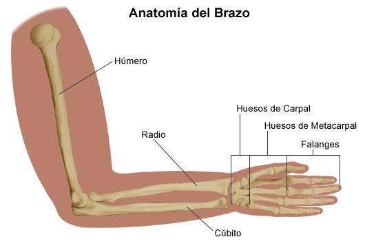 Cómo se llaman los huesos del brazo - Los huesos del brazo: Radio