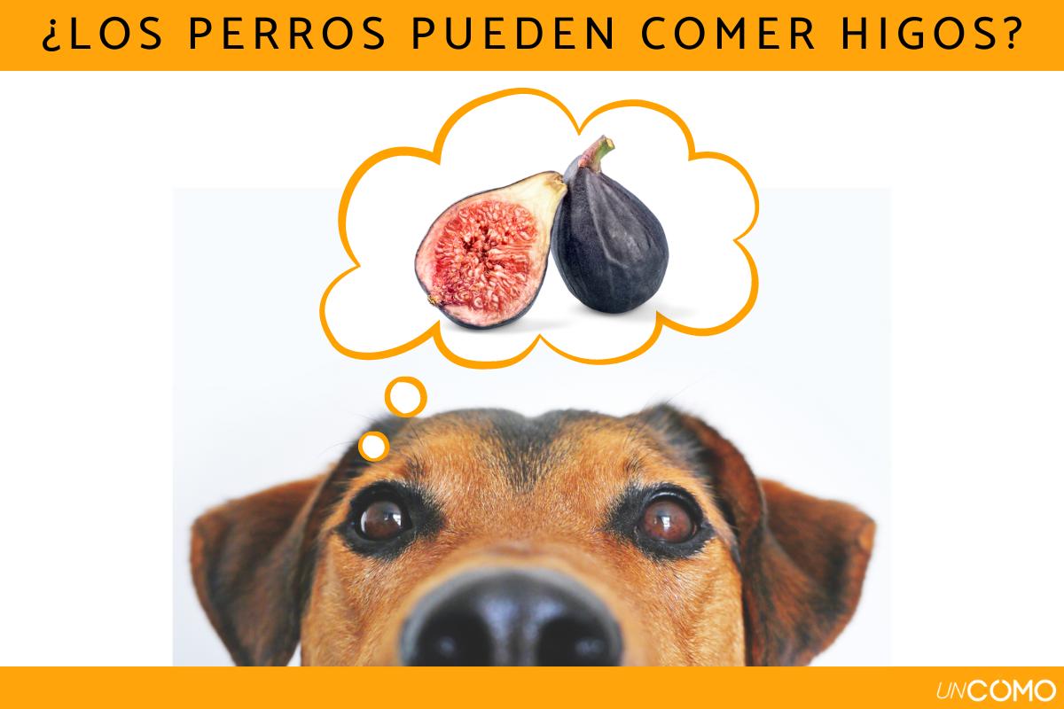 ¿Los perros pueden comer higos? Conoce sus beneficios y cómo dárselos a tu peludo