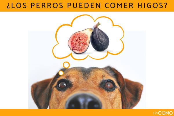 ¿Los perros pueden comer higos? Conoce sus beneficios y cómo dárselos a tu peludo