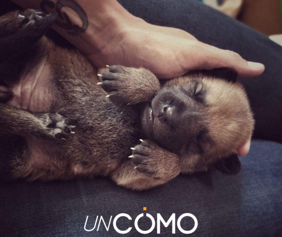 los cachorros pueden nacer sordos