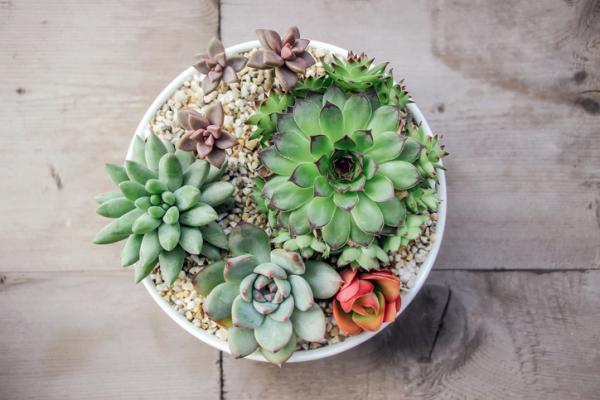 5 tipos de plantas ornamentales - Plantas suculentas, unas de las plantas ornamentales más decorativas