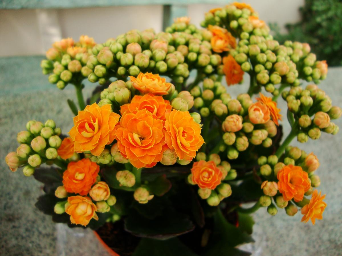Cuidados para la planta Kalanchoe - guía sencilla