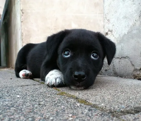 cómo hago para que mi cachorro deje de llorar cuando lo dejo solo