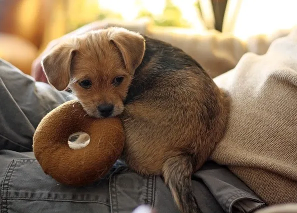 cómo hago para que mi cachorro deje de llorar cuando lo dejo solo