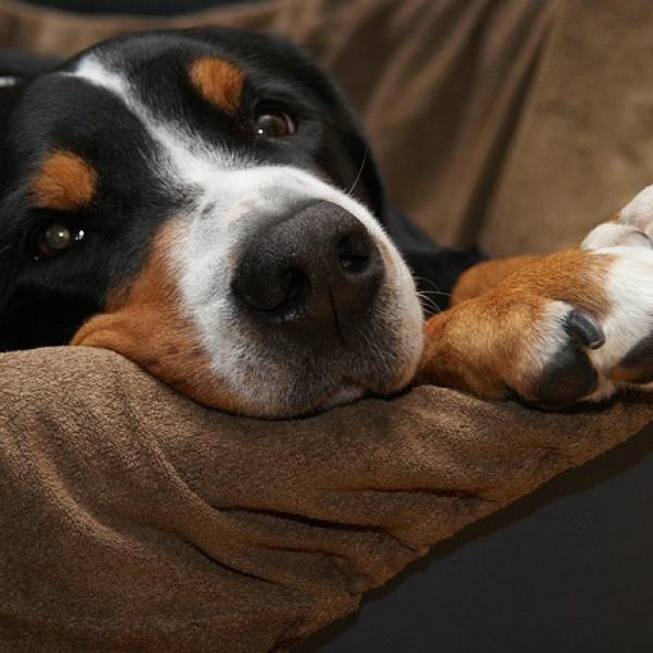 cómo puedo quitar el olor a perro de mi alfombra y de mi casa