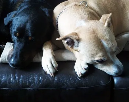 cómo puedo quitar el olor a perro de mi alfombra y de mi casa