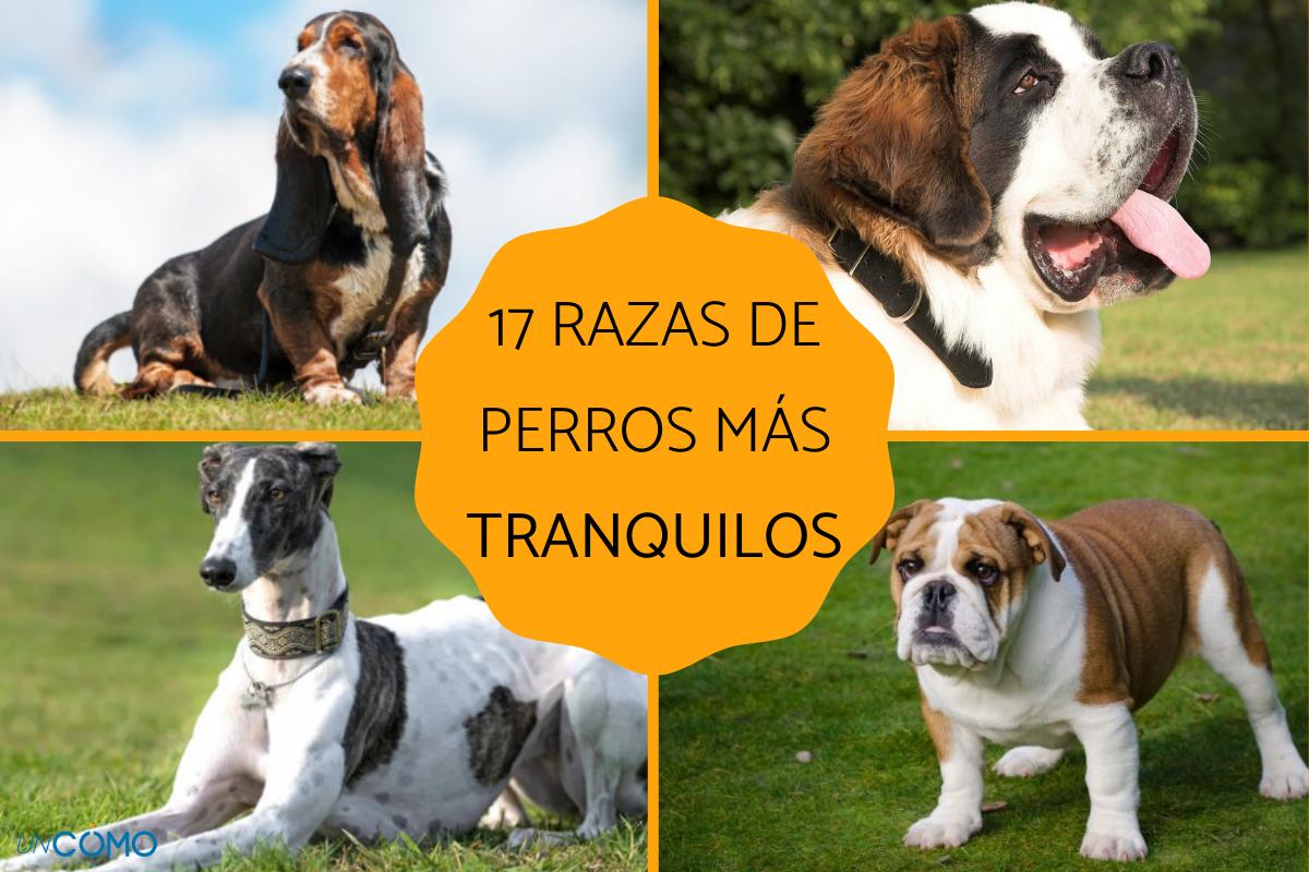 Las razas de perros más tranquilos