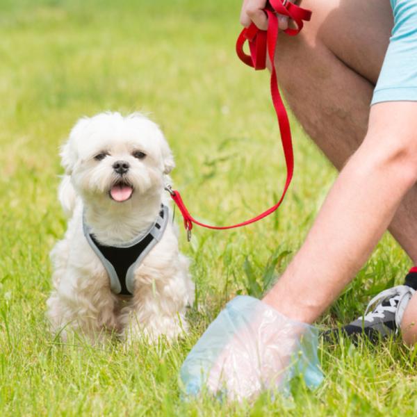 qué causa la caca amarilla en los perros