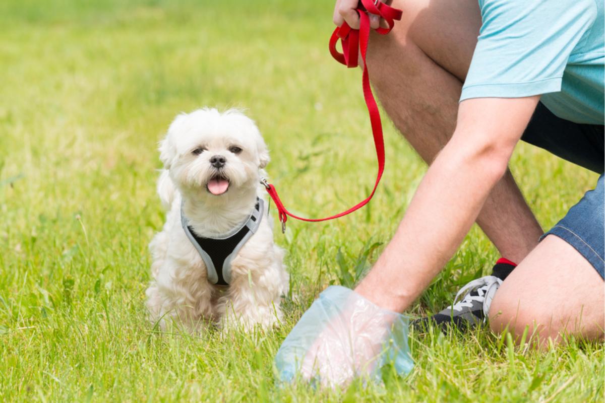 que haces cuando un perro hace caca en casa