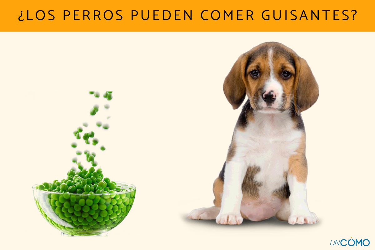¿Los perros pueden comer guisantes?