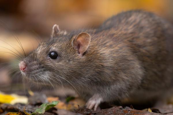 Qué significa soñar con ratas: interpretación de sueños y simbolismo oculto - ¿Qué significa soñar con ratas grandes?