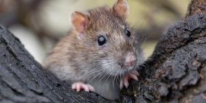 Qué significa soñar con ratas: interpretación de sueños y simbolismo oculto