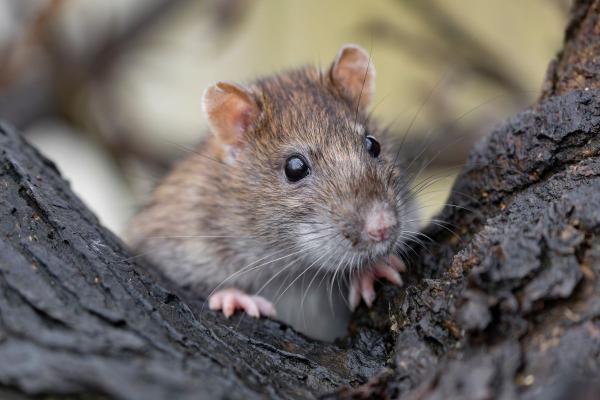 Qué significa soñar con ratas: interpretación de sueños y simbolismo oculto