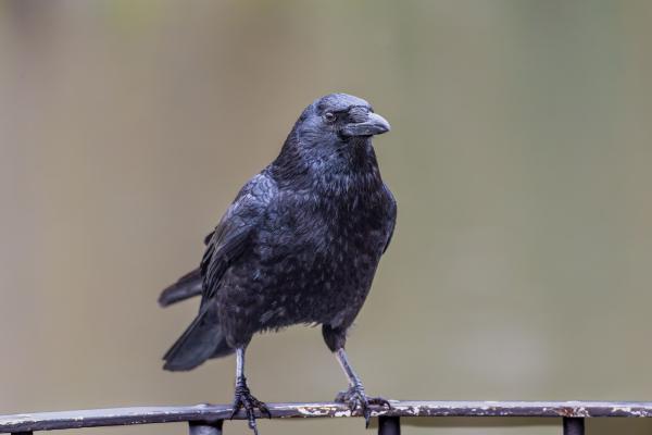 Significado espiritual de los cuervos: qué representa este animal - ¿Qué significa ver un cuervo de repente?