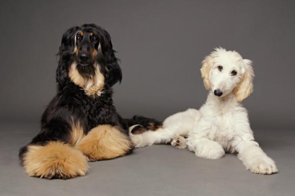 Cómo cuidar el pelo de un galgo afgano - Cómo cuidar el pelo de un galgo afgano cachorro