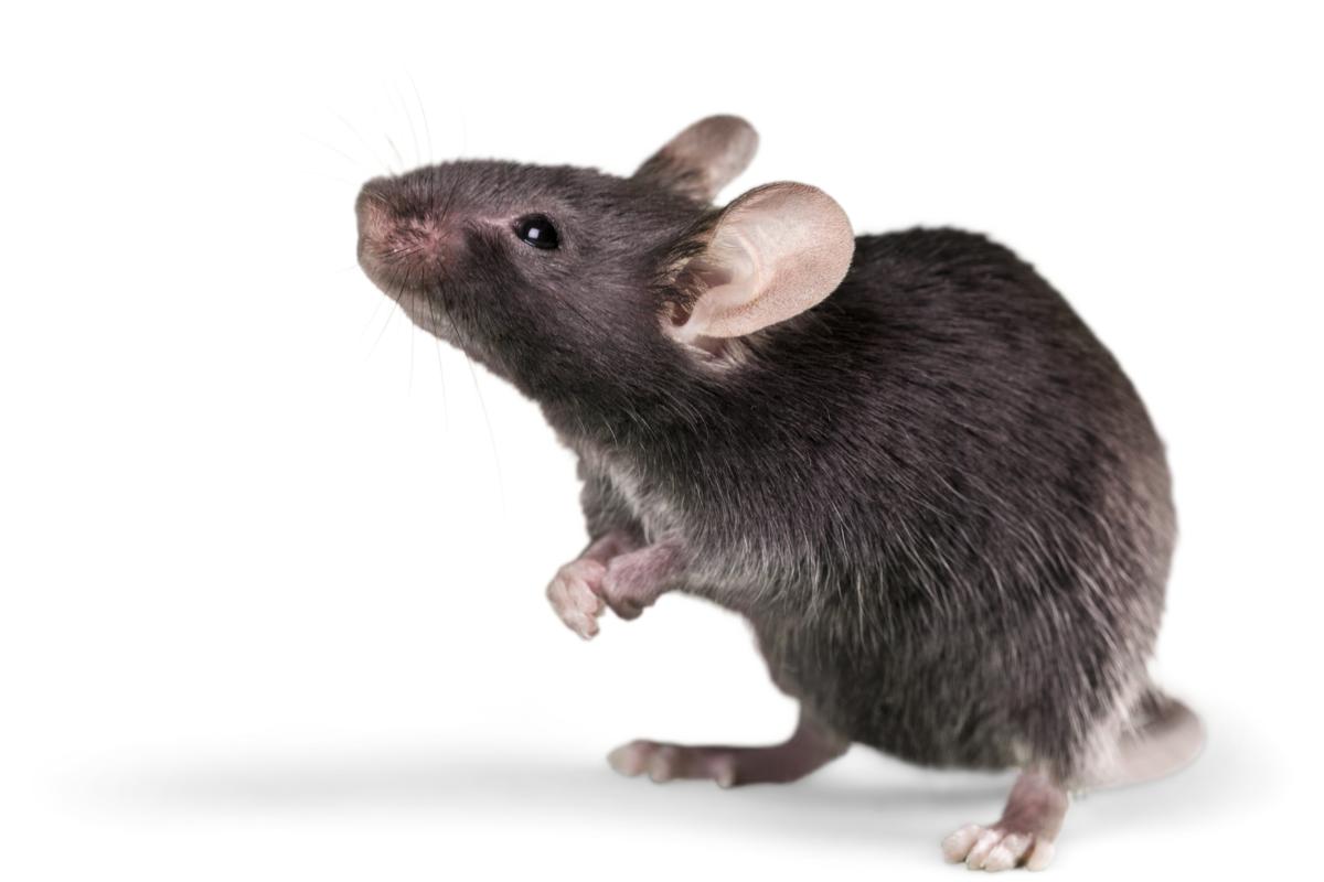 Qué significa soñar con ratones