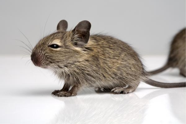 Qué significa soñar con ratones - Qué significa soñar con ratones bebés