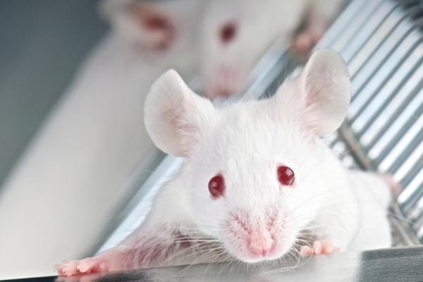 Qué significa soñar con ratones - Qué significa soñar con ratones blancos