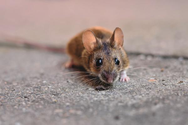 Qué significa soñar con ratones - Qué significa soñar con ratones que se meten a la casa