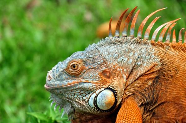 Cómo saber si mi iguana está enferma