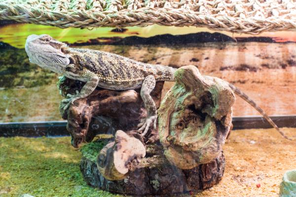 Cómo cuidar un dragón barbudo - todo lo que necesitas saber - Cuánto mide el dragón barbudo 