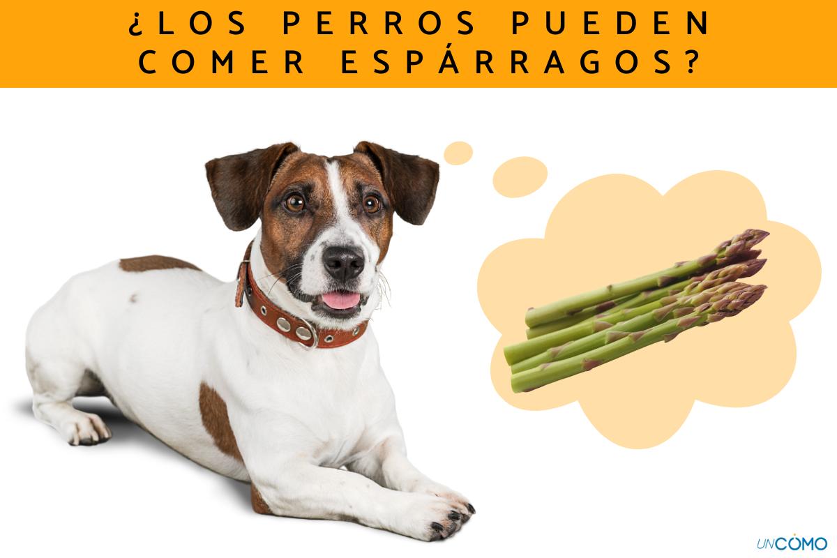 ¿Los perros pueden comer espárragos?