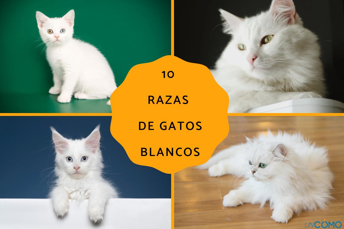 Razas de gatos blancos