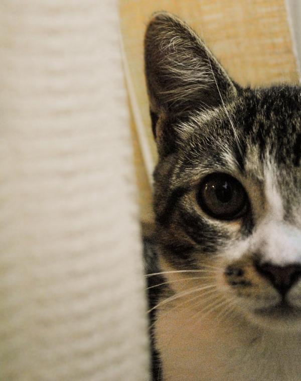 Cómo cuidar las uñas del gato