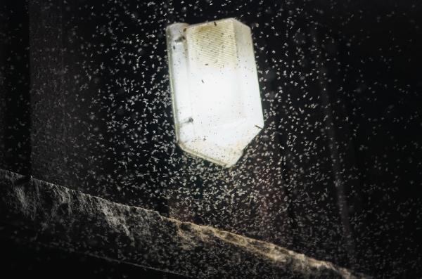 Por qué los mosquitos van a la luz
