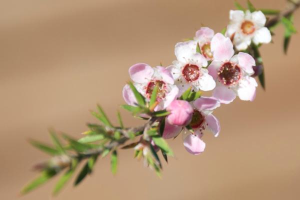 Miel de Manuka: propiedades, beneficios y contraindicaciones - ¿Qué es la miel de Manuka?