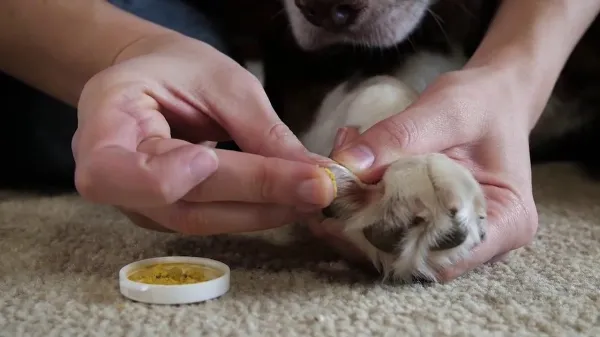 cuándo puedes empezar a cortar las uñas de los cachorros