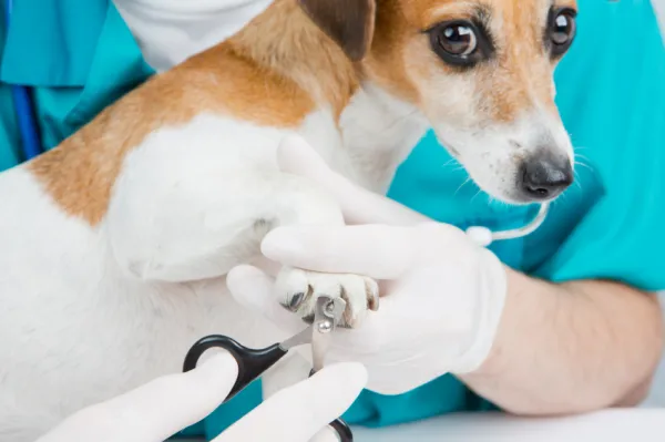 cuándo puedes empezar a cortar las uñas de los cachorros