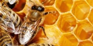 Cuáles son las propiedades de la jalea real