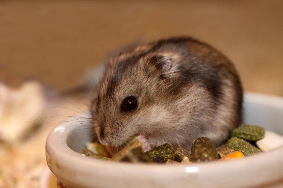 Qué pueden comer los hámsters