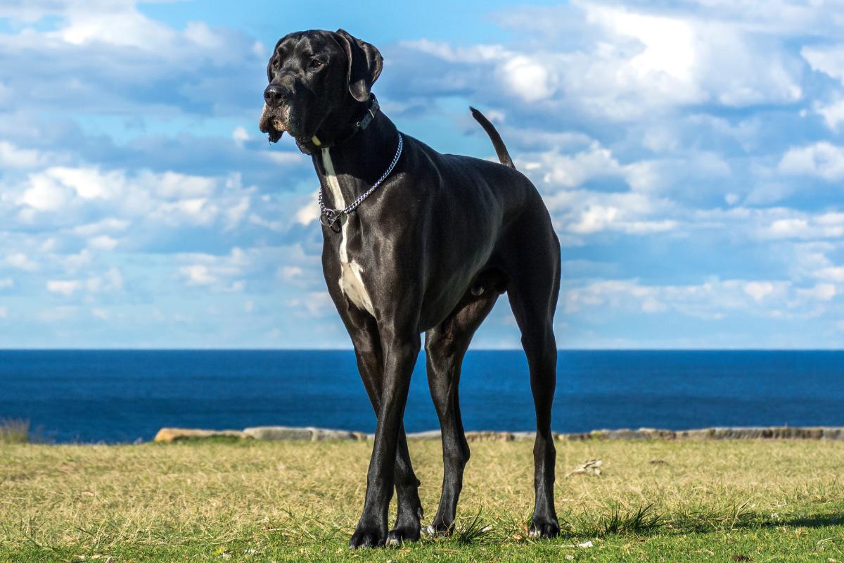 Las razas de perros más grandes y fuertes: conoce a estos gigantes