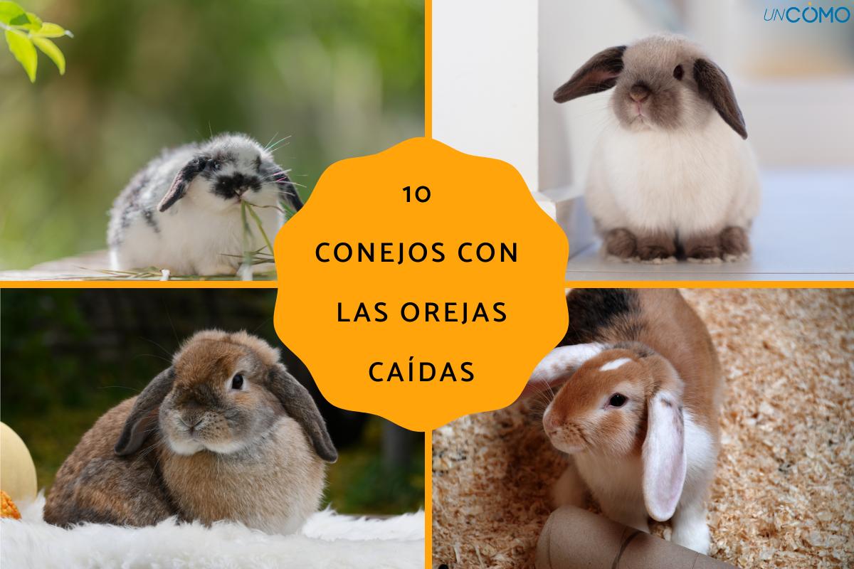 Conejos con las orejas caídas