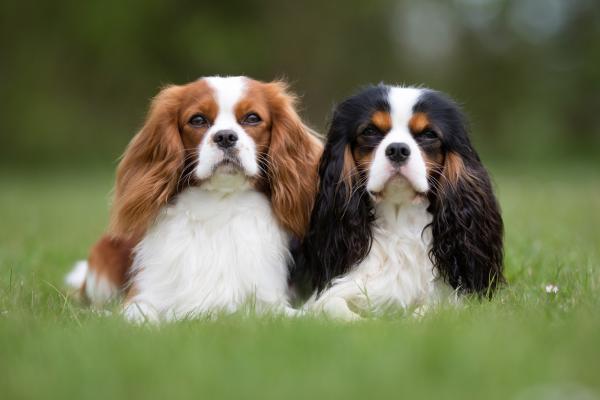 Cuáles son los cuidados del Cavalier King Charles Spaniel